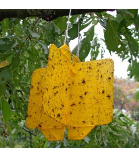 Attractif TMA pour la mouche de la cerise - en complément du piège Rebell amarillo