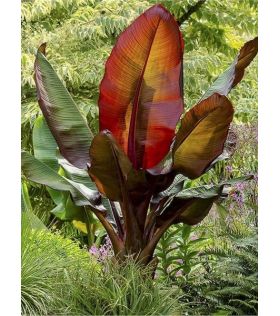 bananier rouge d'Abyssinie / Ensete ventricosum Maurelii