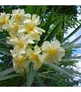 Laurier rose / Nerium oleander