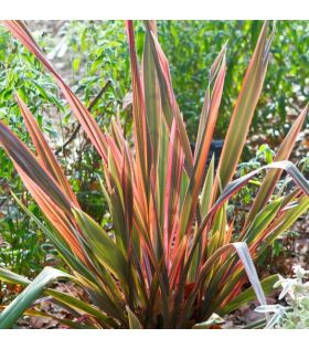 Phormium Yellow wave ou Phormium Rainbow Queen