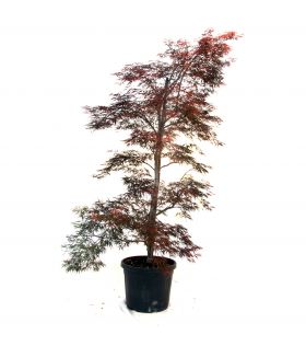 Erable du Japon Inaba-shidare/ Acer palmatum