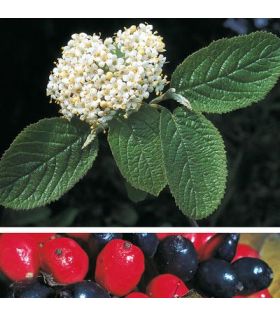 Viorne lantane / Viburnum lantana